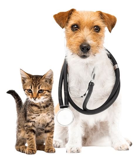 Kenosha Animal Hospital: Top Rated Kenosha Veterinarians