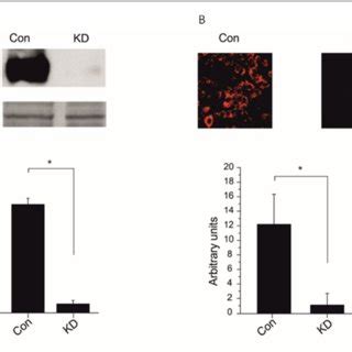 Knock down of δ ENaC in A549 cells attenuated the tumor necrosis factor