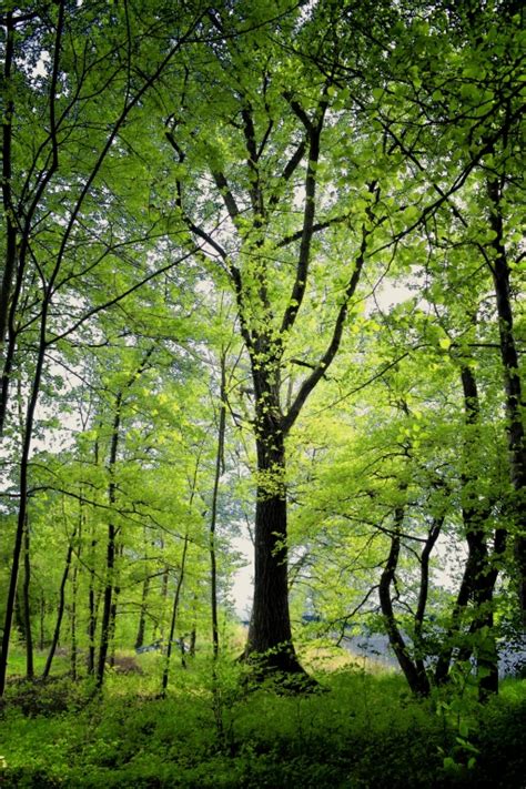 Stampe Artistiche Quadri E Poster Con Alberi Bosco Foglie Piante