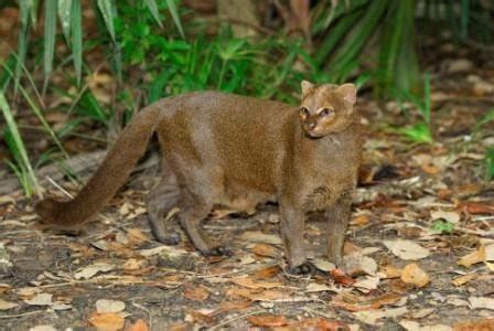 Jaguarundi - Alturas Wildlife Sanctuary