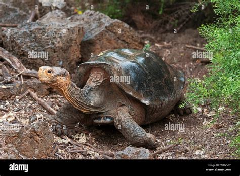 Hood Island Tortoise