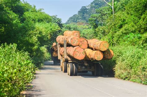 Press Release New Forest Analysis Global Deforestation Veering Off