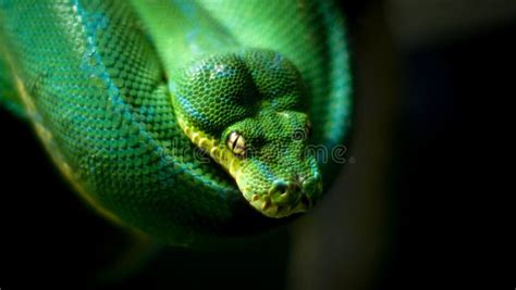 Python Eye stock image. Image of portrait, closeup, eyes - 51758779