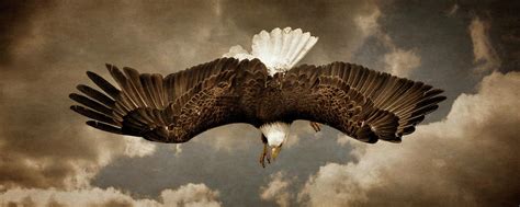 Hunting Bald Eagle Photograph By Wes And Dotty Weber Fine Art America