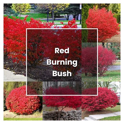 How to Grow Red Burning Bush - Plant Care & Tips | NorwichGardener