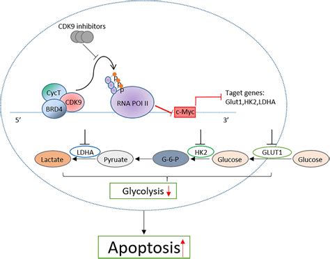 Frontiers CDK9 Inhibitor Induces The Apoptosis Of B Cell Acute