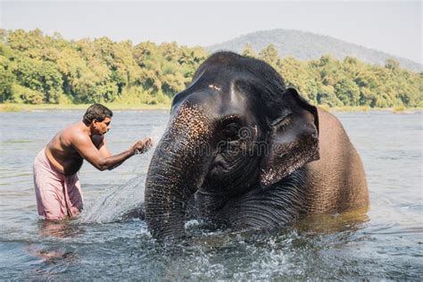 Elephant Washing In The River Editorial Photography Image Of Jungle