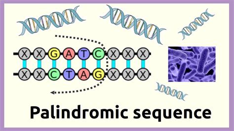 Palindromic Sequence YouTube