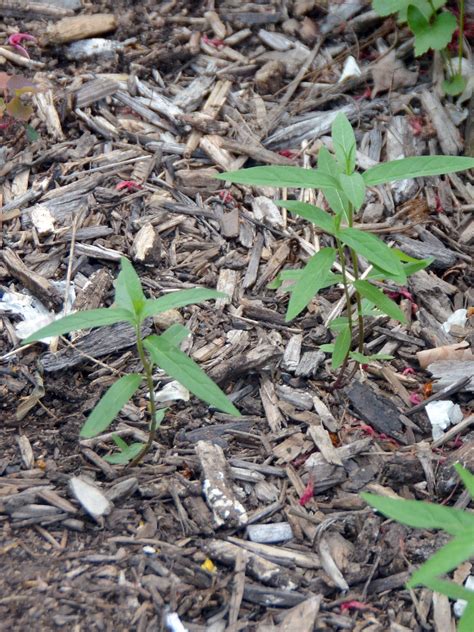 Growing Milkweeds Our Habitat Garden