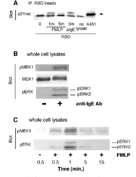 Figure 3 From Localizing A Control Region In The Pathway To Leukotriene