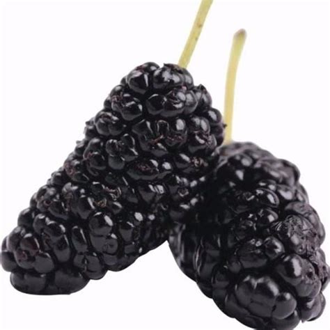 Long Blackberry Juicy Seeds — Jack Seeds