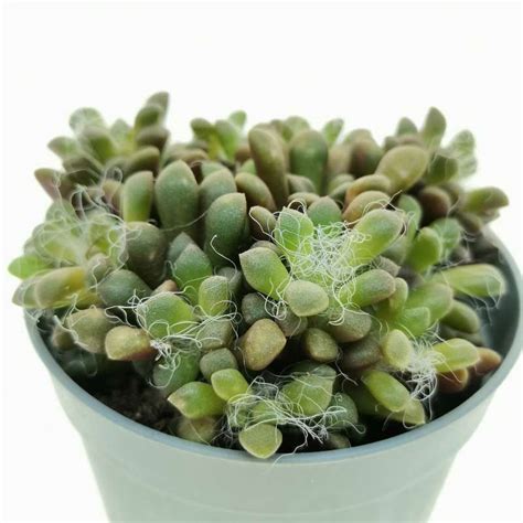 Anacampseros vanthielii 6,5 cm. | Portulaceae - Giromagi vendita piante ...