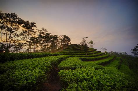 Kebun Teh Nglinggo Harga Tiket Masuk Lokasi Fasilitas