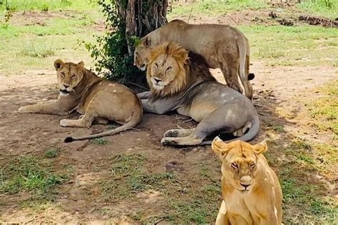 4 Giorni Parco Nazionale Del Tarangire Parco Nazionale Del Serengeti E