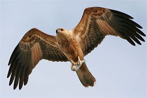 Kite | bird | Britannica.com