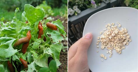 Garten Schnecken mit Haferflocken bekämpfen Genialetricks