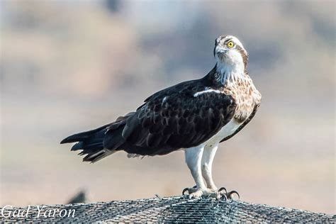 Gad Yaron Birds Photography Birds Of Prey