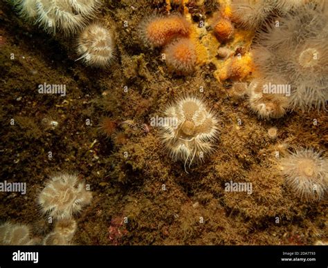 Seeanemone Protanthea Simplex Fotos Und Bildmaterial In Hoher