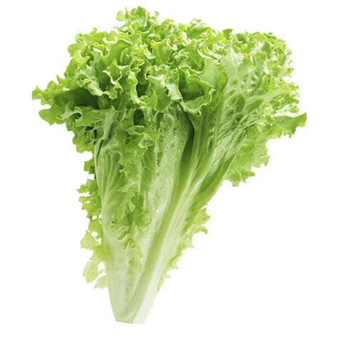 Green Leaf Lettuce T Bones