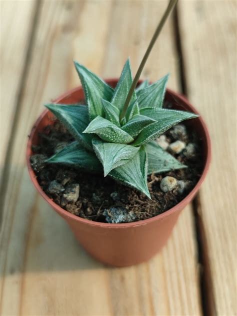 Haworthia Tortuosa Variegata Succulentes Et Jolies Plantes