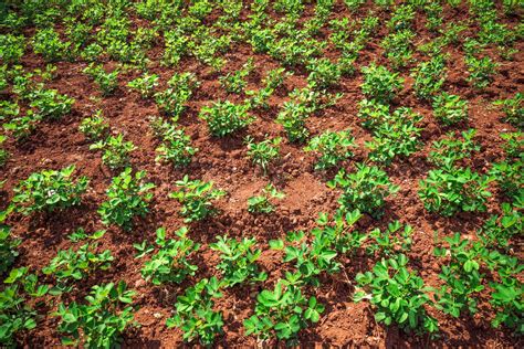 Peanuts Planting Agriculture In The Peanut Farm Field Seedlings Growing