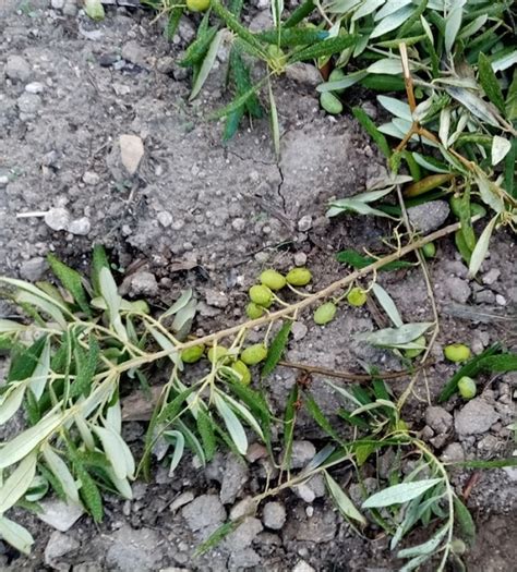 In Puglia Cresce Allerta Nelle Campagne Per I Furti Di Olive Olivo E Olio