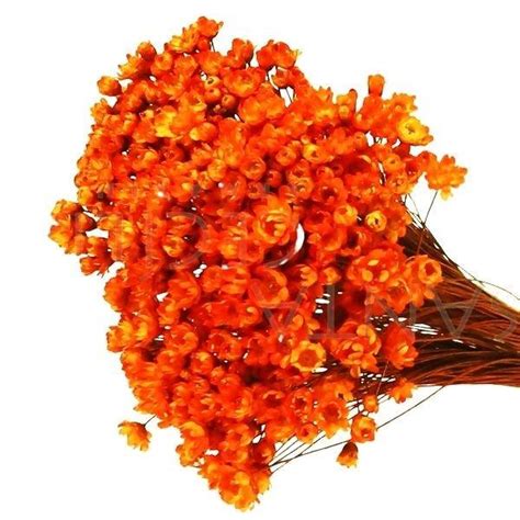 Sempre Viva Florzinha Laranja I Flores Desidratadas Shopee Brasil