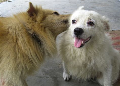 Indian Spitz - Dog Breed Standards