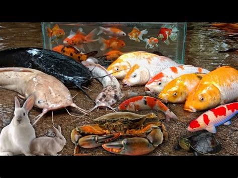 Menemukan Ikan Hias Di Sungai Ikan Mas Koki Ikan Koi Buaya Lele