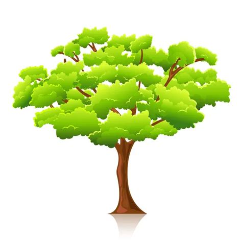 Vectores de stock de Árbol frondoso ilustraciones de Árbol frondoso