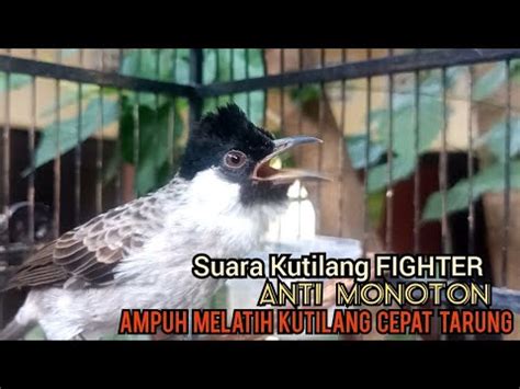 Suara Burung Kutilang Gacor Asli Tanpa Isian Ampuh Untuk Pikat