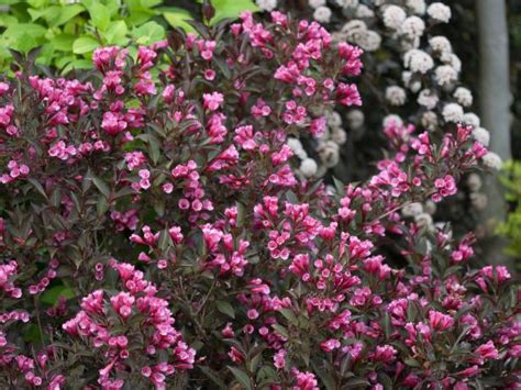 Flowering Shrubs All Types Sizes Colors Hgtv