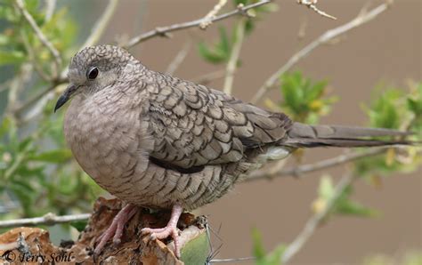 Inca Dove Photos Photographs Pictures