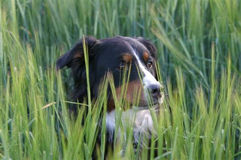 Free Images Grass Meadow Puppy Portrait Spaniel Vertebrate Dog