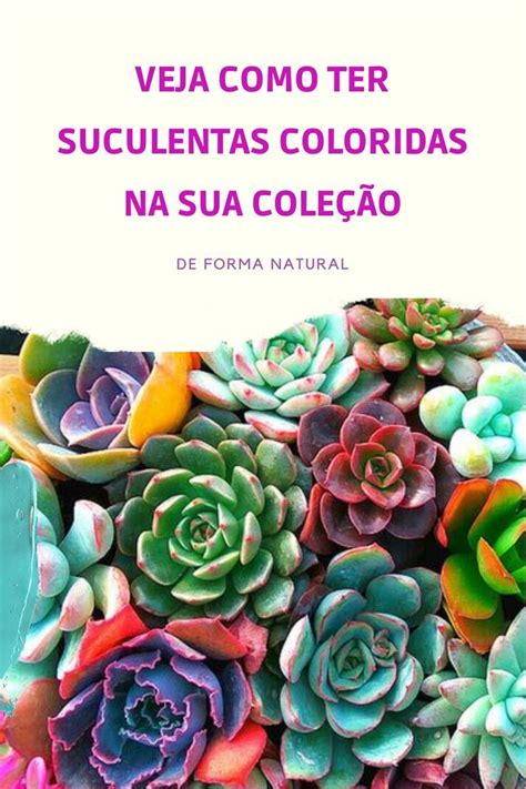 Aprenda Agora Como Ter Suculentas Colorida De Forma Muito Simples E