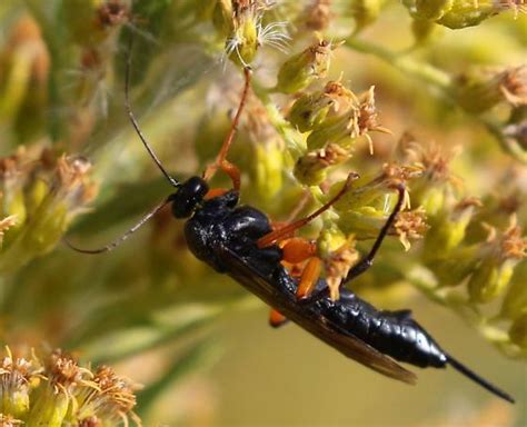 Pimpla Pedalis Pimpla Pedalis BugGuide Net