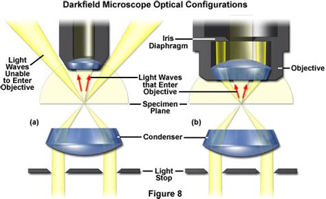 Zeiss Microscopy Online Campus Microscopy Basics Enhancing Contrast