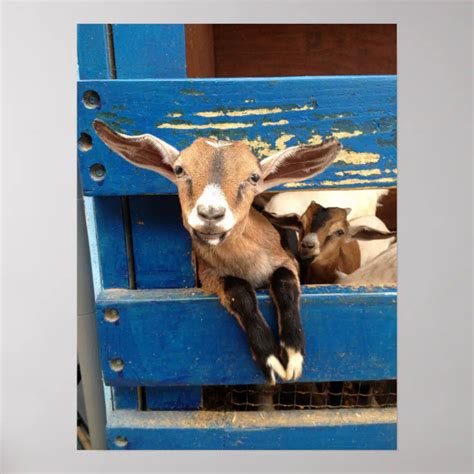 Baby Goat Poster Zazzle