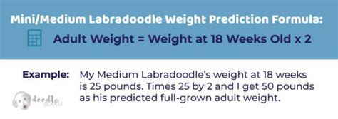 Labradoodle Size Chart With 40,000+ Labradoodle Weight Data Points