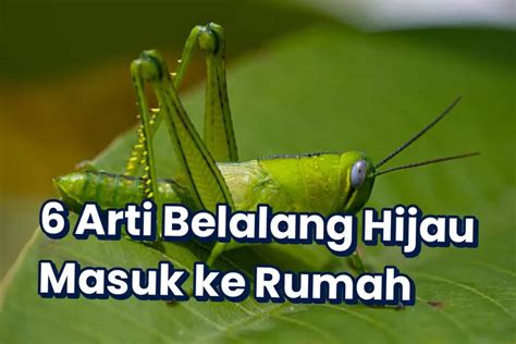 Jangan Buru Buru Diusir Ternyata Ini Arti Belalang Hijau Masuk Rumah