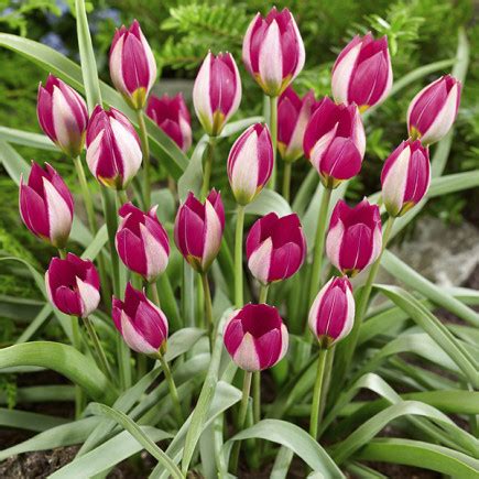 Tulipan Botaniczny Persian Pearl kup z dostawą w Polsce najlepsza