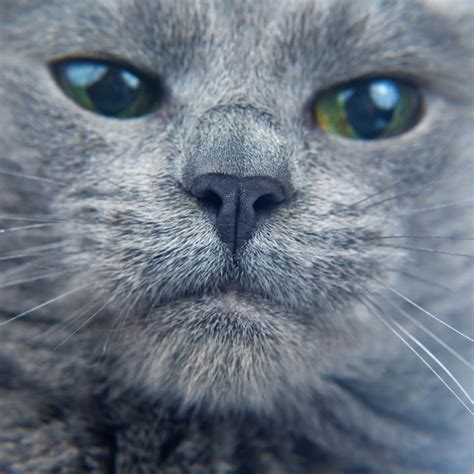 Retrato De Un Primer Plano De Gato Gris Foto Premium