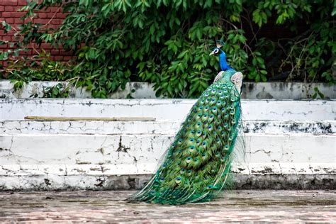 Top Peacock Bird Images Amazing Collection Peacock Bird Images