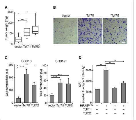 Overexpression Of TCF7L2 Promotes Tumor Growth Increases Cell