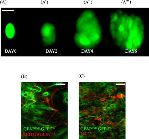 Figure 1 1 From Isolation Of Multipotent Astroglia Form The Adult Stem