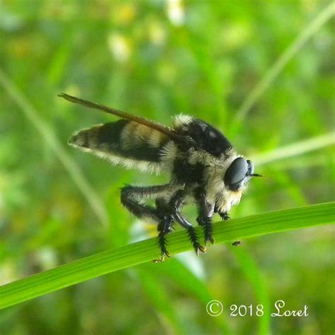 Florida Bee Killer Robberfly Mallophora Bomboides Central Florida