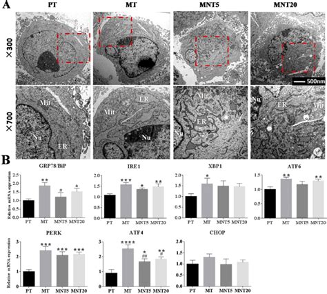 Induction Of Er Stress Response And Upr Activation By Various