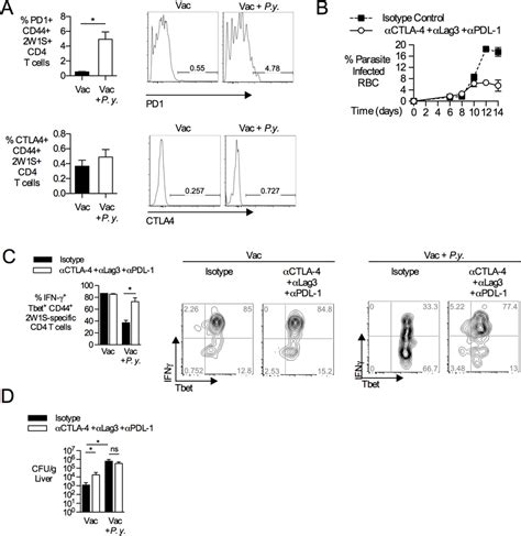 P Yoelii Infection Increases PD1 Expression On NTS Specific CD4 T