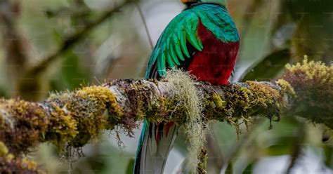 コスタリカの華麗なケツァールの写真 鳥 Unsplashの写真