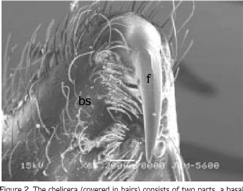 Pdf A Morphological Study On The Venom Apparatus Of The Spider